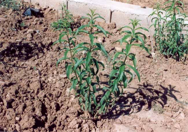 به ليمو ( Lippia citriodora ) شناخت گیاهان دارویی مرتعی و جنگلی ایران ، فارس